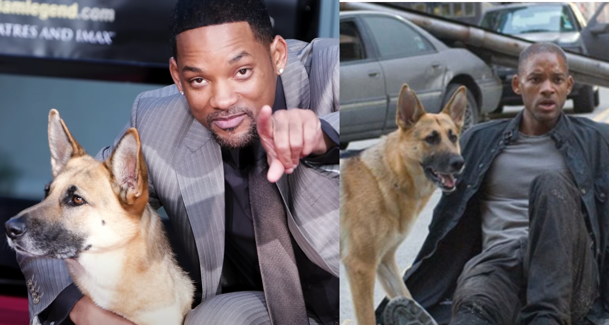 Io sono leggenda, Will Smith voleva adottare il cane: “Era come se parlasse inglese, le potevi chiedere di portarti il telefono e lo faceva, riusciva a capirti”